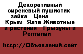 Декоративный сиреневый пушистик- зайка › Цена ­ 1 000 - Крым, Ялта Животные и растения » Грызуны и Рептилии   